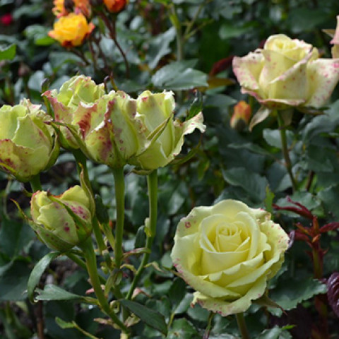 Троянда спрей Лувіана (Luviana)
