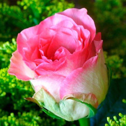 Роза чайно-гибридная Малибу (Maliby)
