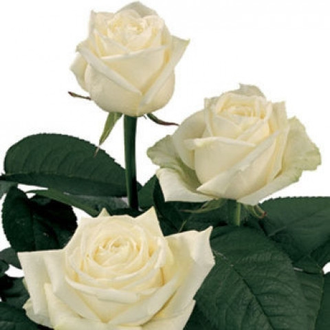 Роза чайно-гибридная Маруся (Marusia)