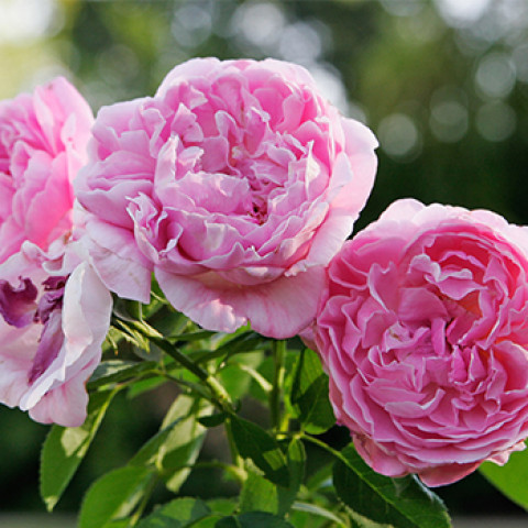Троянда англійська Мері Роуз (Mary Rose)