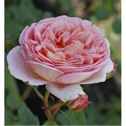 Роза английская Нежность (Subtlety) new