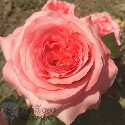 Роза чайно-гибридная Ноблес (Noblesse)