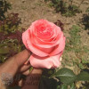 Троянда чайно-гібридна Ноблес (Noblesse)