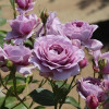 Троянда флорібунда Новаліс (Novalis)