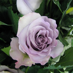 Троянда чайно-гібридна Оушен Сонг (Ocean Song)