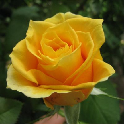 Троянда чайно-гібридна Папілон (Papillon)