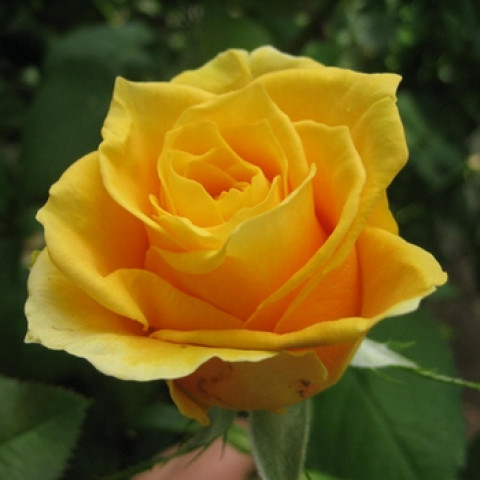 Троянда Папілон (Papillon) (контейнер 2 л)
