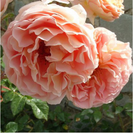 Роза английская Персиковое чудо (Peach Miracle) new