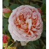 Роза английская Персиковое чудо (Peach Miracle) new