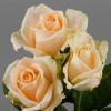 Троянда чайно-гібридна Піч Аваланш (Peach Avalanche)