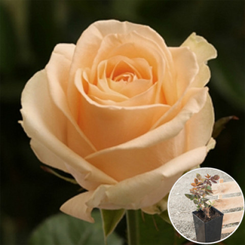 Троянда Піч Аваланш (Peach Avalanche) (контейнер 2 л)