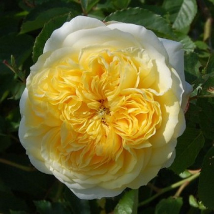 Троянда англійська Пілігрім (Pilgrim)