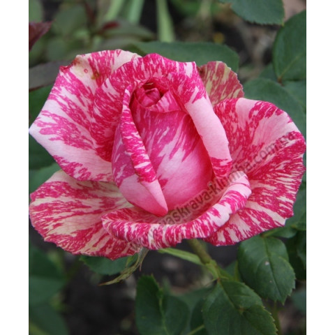 Роза Пинк Интуишин (Pink Intuition) Роза Пинк Интуишин (Pink Intuition)