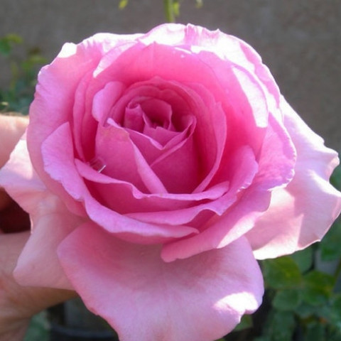 Троянда Присцилла (Priscilla) (контейнер 2 л)