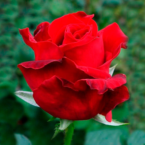 Троянда чайно-гібридна Ред Берлін (Red Berlin)