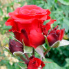 Роза чайно-гибридная Ред Берлин (Red Berlin)