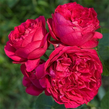 Троянда паркова Ред Еден Роуз (Red Eden Rose)