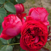 Роза парковая Ред Эден Роуз (Red Eden Rose)