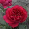 Роза парковая Ред Эден Роуз (Red Eden Rose)