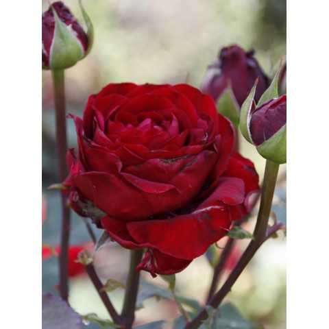 Троянда чайно-гібридна Ред Інтернешнл (Red International)