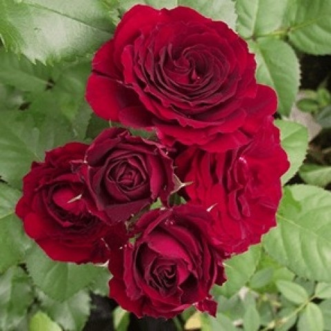 Троянда бордюрна Ред Сенсейшн (Red Sensation)