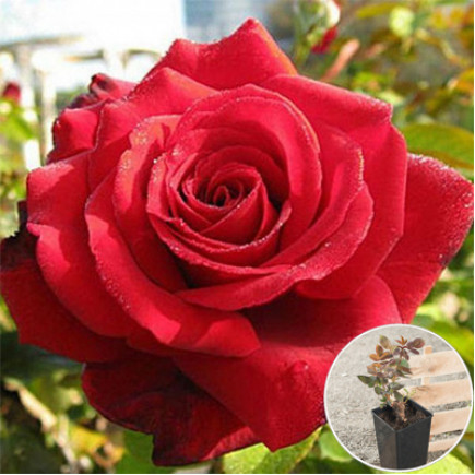 Троянда Роял Вільямс (Royal Williams) (контейнер 2 л)
