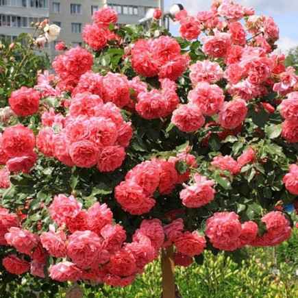 Троянда Розаріум (Rosarium) штамб
