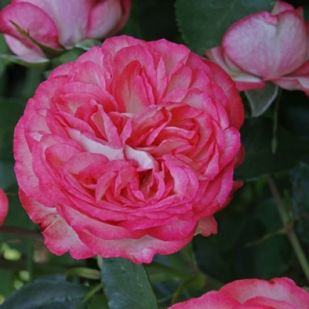 Троянда Рожевий Лід (Pink Ice) (контейнер 2 л)