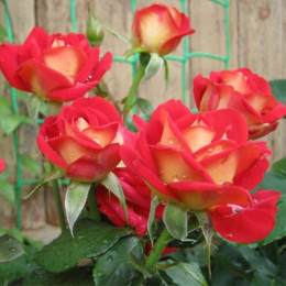Троянда Рубелла (Rubyella) (контейнер 2 л)