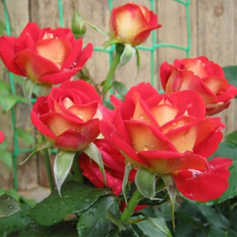 Троянда Рубелла (Rubyella) (контейнер 2 л)