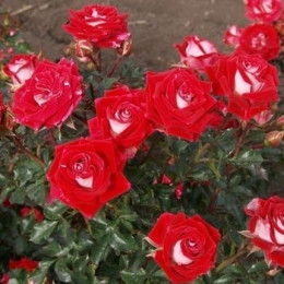 Троянда Рубі Стар (Ruby Star) (контейнер 2 л)