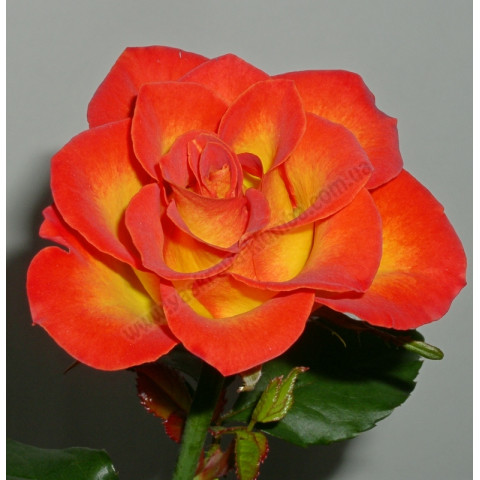 Троянда патіо Румба (Rumba)