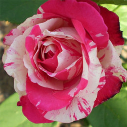 Троянда Сатіна (Satina) (контейнер 2 л)