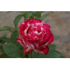 Роза английская Сатина (Satina)