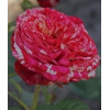Роза английская Сатина (Satina)