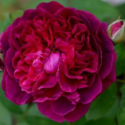 Троянда англійська Вільям Шекспір (William Shakespeare)