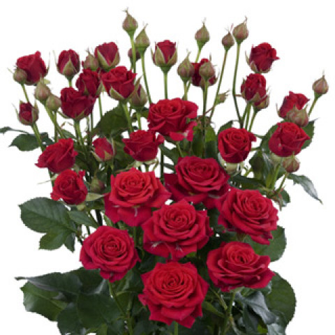 Троянда Спрей Червона (контейнер 2 л)