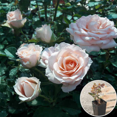 Троянда Спрей Кремова (контейнер 2 л)