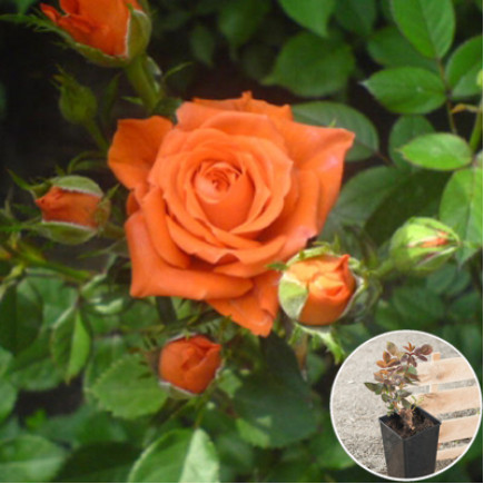 Роза Спрей Оранжевая (контейнер 2 л)