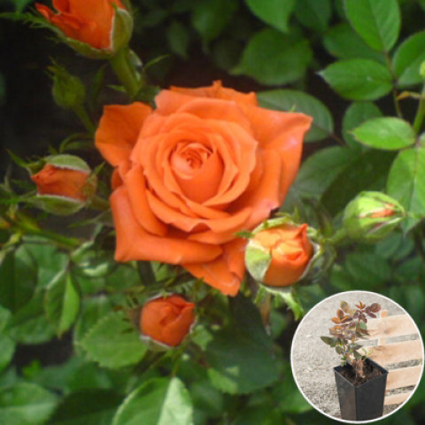 Роза Спрей Оранжевая (контейнер 2 л)