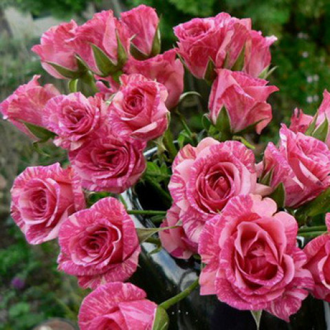 Троянда спрей Пінк Флеш (Pink Flash)