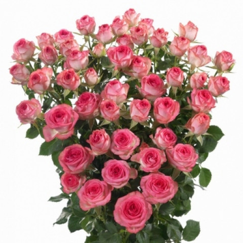 Роза Спрей Розовая (контейнер 2 л)