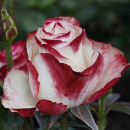 Роза Свитнес (Sweetness) (контейнер 2 л)