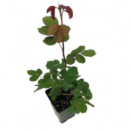 Роза Свитнес (Sweetness) (контейнер 2 л)