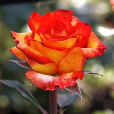 Троянда Тропінканка (Tropicana) (контейнер 2 л)