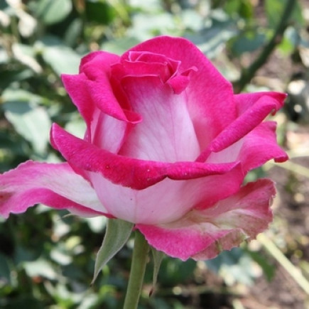 Роза Утро Парижа (Utro Parisa) (контейнер 2 л)