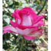 Роза чайно-гибридная Утро Парижа (Utro Parisa)