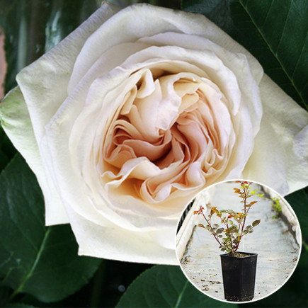 Троянда Вайт Охара (White O'Hara) (контейнер 2 л)