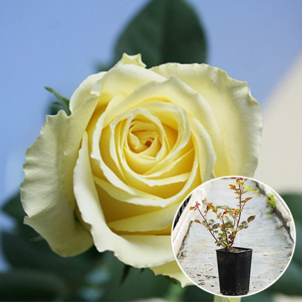 Троянда Ванільне Небо (Vanilla Sky) (контейнер 2 л)