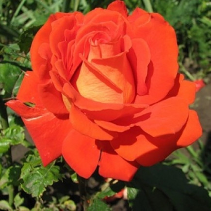 Троянда чайно-гібридна Верано (Verano)